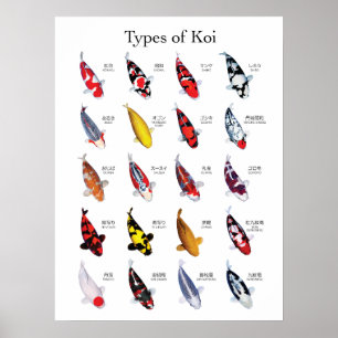 Beautiful Koi Carp Varieties Poster