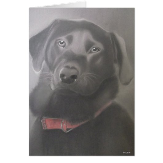 Beautiful Labrador (Front)