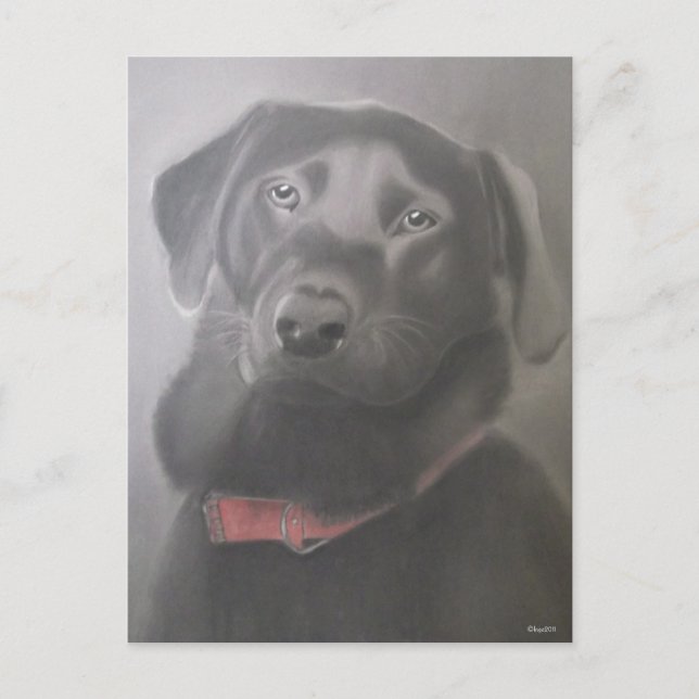 Beautiful Labrador Retriever Drawing Postcard (Front)