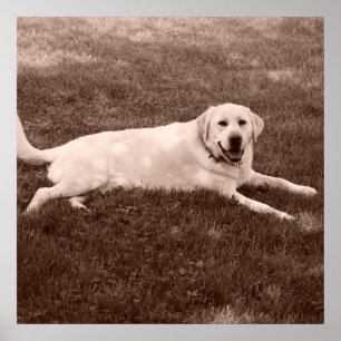 beautiful Labrador retriever Poster