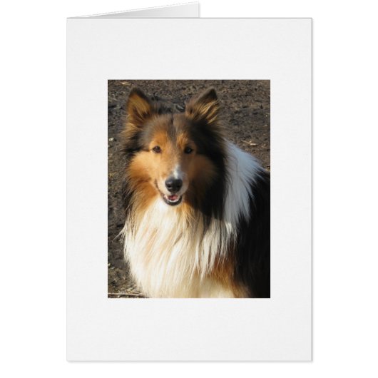 Beautiful Laddie Boy Cards (Front)