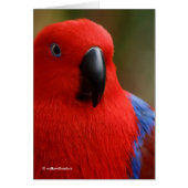 Beautiful "Lady in Red" Eclectus Parrot (Front)