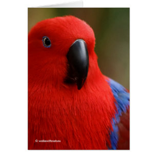 Beautiful "Lady in Red" Eclectus Parrot Cards