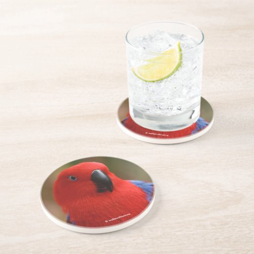 Beautiful Lady in Red Eclectus Parrot Coaster