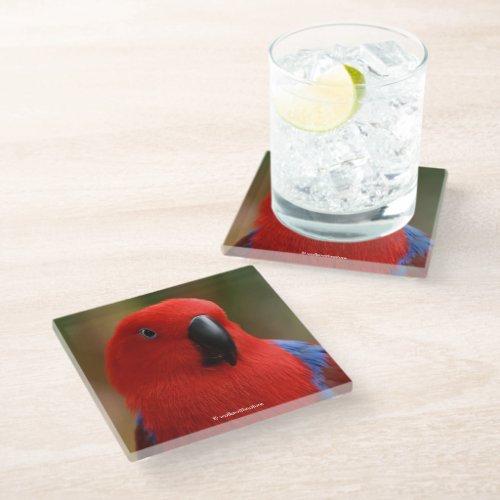 Beautiful Lady in Red Eclectus Parrot Glass Coaster