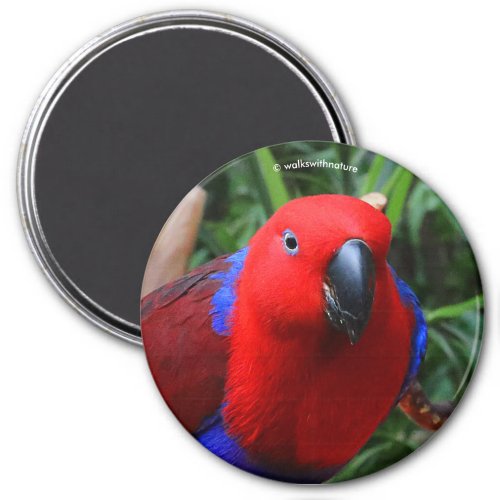 Beautiful Lady in Red Eclectus Parrot Magnet