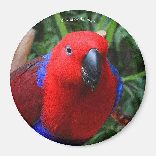 Beautiful "Lady in Red" Eclectus Parrot Magnet (Front)