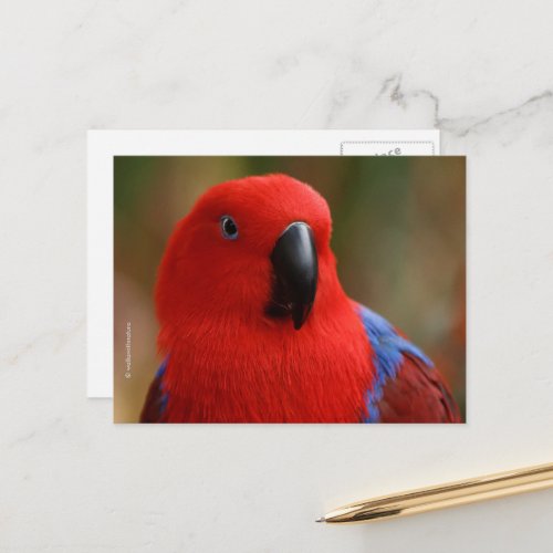 Beautiful Lady in Red Eclectus Parrot Postcard