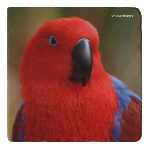 Beautiful Lady in Red Eclectus Parrot Trivet