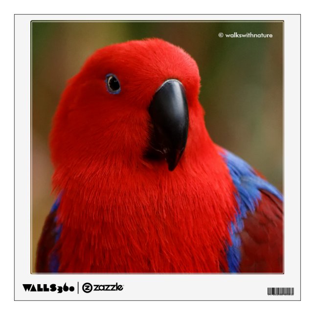 Beautiful "Lady in Red" Eclectus Parrot Wall Decal (Front)