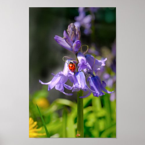 Beautiful Ladybug on Bluebells 8x12 Print