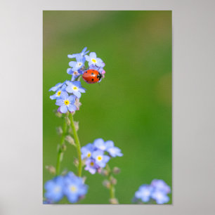 Beautiful Ladybug on Forget-me-not Poster