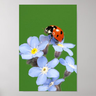 Beautiful Ladybug on Forget-me-not Poster