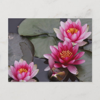 Beautiful lake flowers postcard