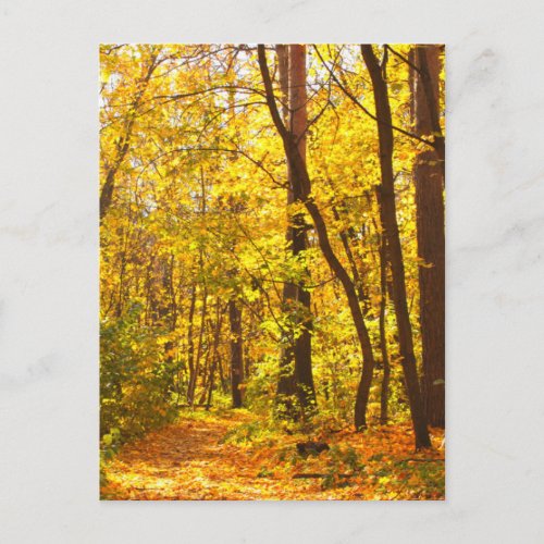Beautiful Landscape _ Road In Autumn Forest Postcard