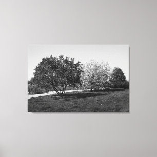 Beautiful Landscape with Trees in Black and White Canvas Print