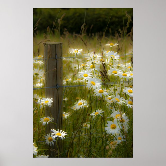 Beautiful Large Daisies Poster/Print Poster (Front)