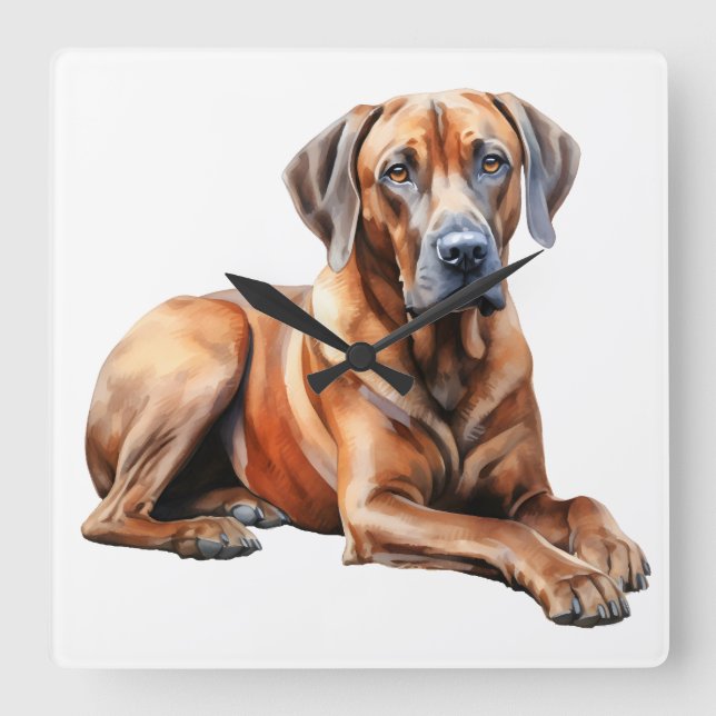 BEAUTIFUL LARGE RHODESIAN RIDGEBACK DOG SQUARE WALL CLOCK (Front)