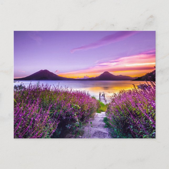 Beautiful Lavender Field View Mountains Postcard (Front)