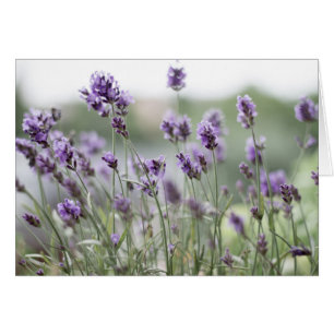 Beautiful Lavender Fields Blank Card