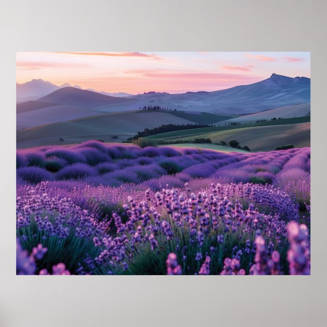 Beautiful lavnder field at sunset poster (Front)