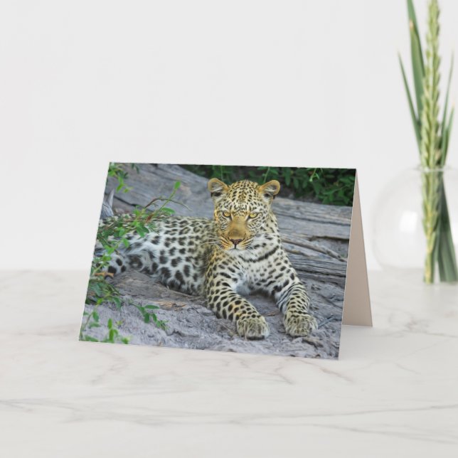 beautiful leopard greeting card (Front)