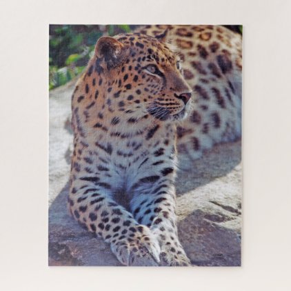 Beautiful Leopard - Jigsaw Puzzle