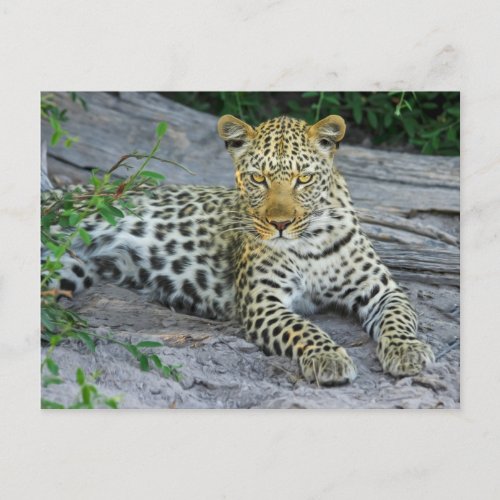 beautiful leopard postcard
