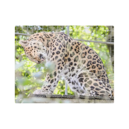 Beautiful Leopard Washing Nature Photograph Metal Print