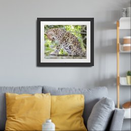 Beautiful Leopard Washing Wild Animal Photo Framed Art