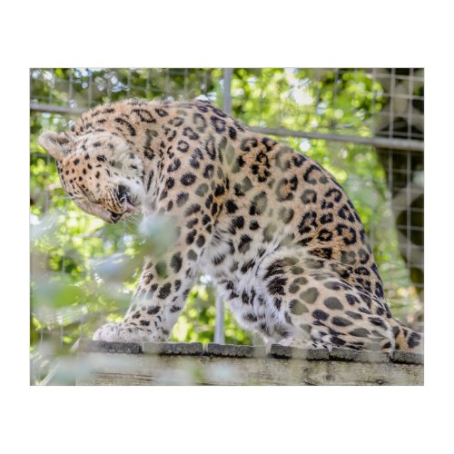 Beautiful Leopard Wildlife Photograph Acrylic Print