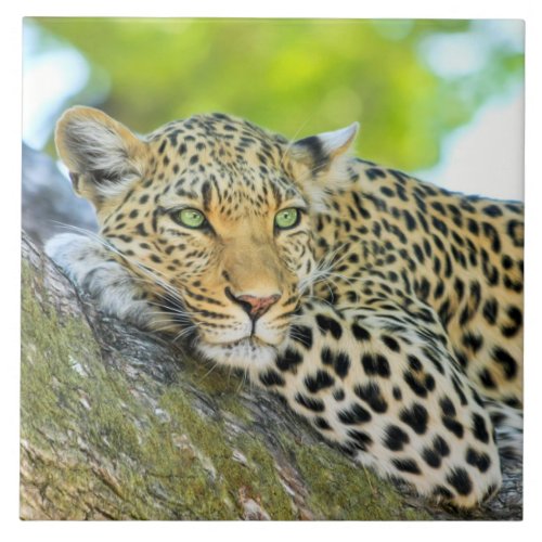 Beautiful leopard with green eyes tile