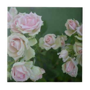 Beautiful light pink garden roses   ceramic tile