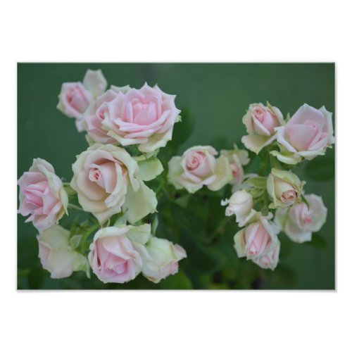 Beautiful light pink garden roses  photo print