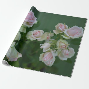 Beautiful light pink garden roses    wrapping paper