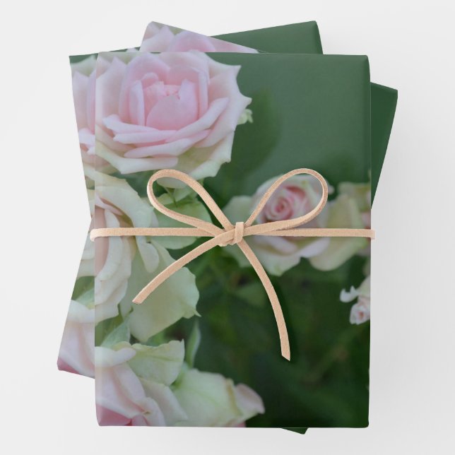 Beautiful light pink garden roses    wrapping paper sheets (In situ)