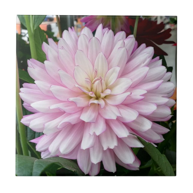 Beautiful Light Purple Dahlia Flower Ceramic Tile (Front)