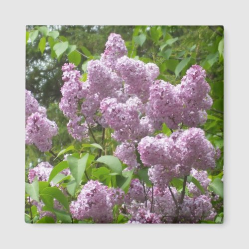 Beautiful Lilac Bush_ Magnet