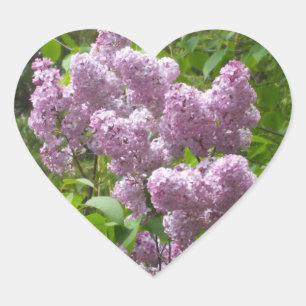 Beautiful Lilacs -Floral Photograph Heart Sticker