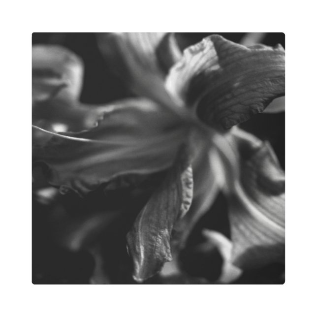 Beautiful Lily Flowers Metal Print (Front)