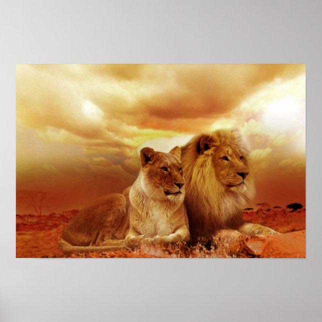 Beautiful lion couple poster (Front)