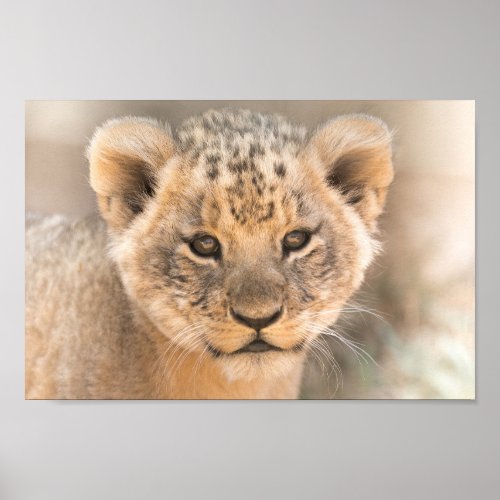 Beautiful  Lion Cub Photo Wall Poster