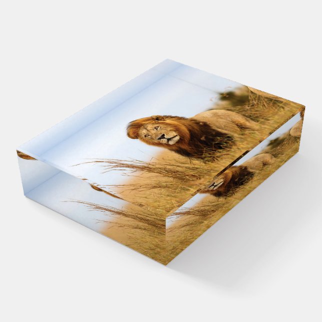 Beautiful Lion Paperweight (Angled)