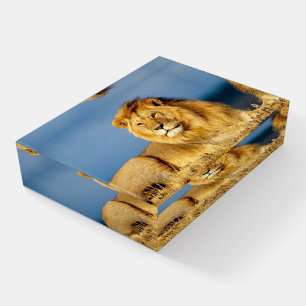 Beautiful Lion Paperweight