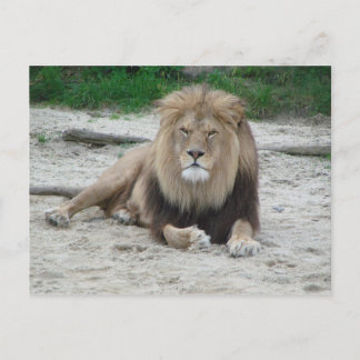 Beautiful Lion Postcard