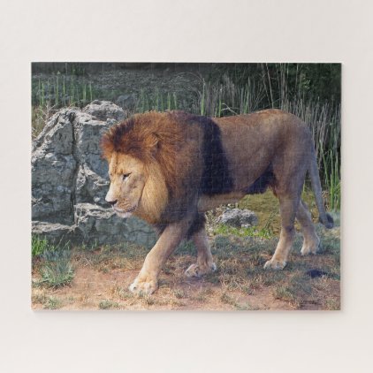 Beautiful Lion Walking Among Rocks - Jigsaw Puzzle