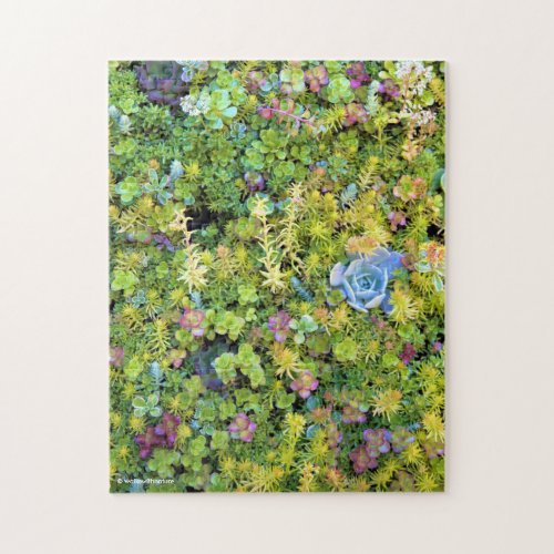 Beautiful Living Succulents Picture Frame Jigsaw Puzzle