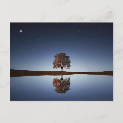 Beautiful Lone Tree Reflected in Lake at Dusk Postcard