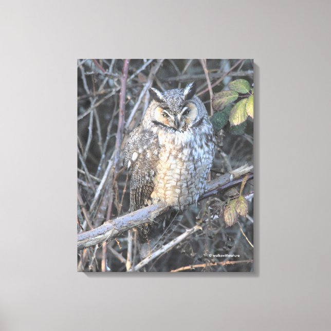 Beautiful Long-Eared Owl at Sunset Canvas Print (Front)