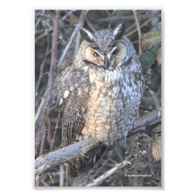 Beautiful Long-Eared Owl at Sunset Photo Print (Front)